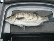 image Big Hybrid Stripe 001.JPG